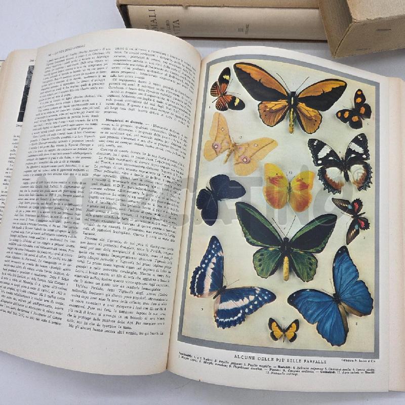 L. GLI ANIMALI E LA LORO VITA 1958 2 VOL. | Mercatino dell'Usato Sandigliano 3