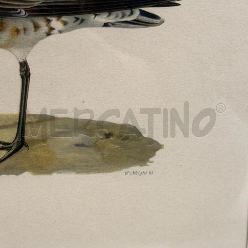 LITOGRAFIA TRINGA FRATELLI WRIGHT XIX SEC | Mercatino dell'Usato Sandigliano 3