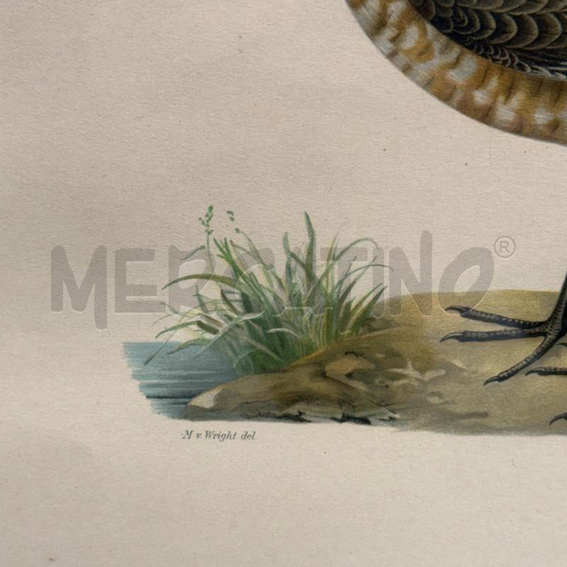 LITOGRAFIA TRINGA FRATELLI WRIGHT XIX SEC | Mercatino dell'Usato Sandigliano 4