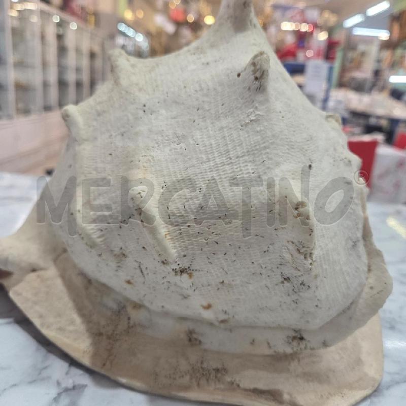 CONCHIGLIA DECORATIVA BIANCA MAXI  | Mercatino dell'Usato Benevento 3