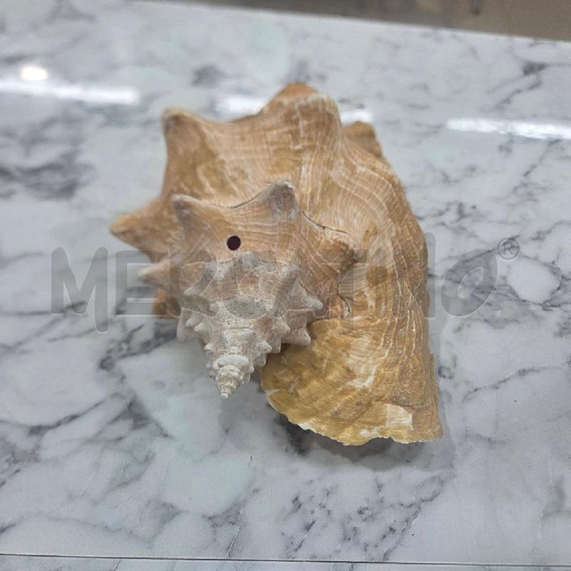 CONCHIGLIA DECORATIVA GIALLA MAXI | Mercatino dell'Usato Benevento 1