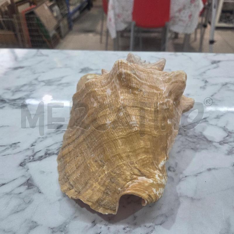 CONCHIGLIA DECORATIVA GIALLA MAXI | Mercatino dell'Usato Benevento 3