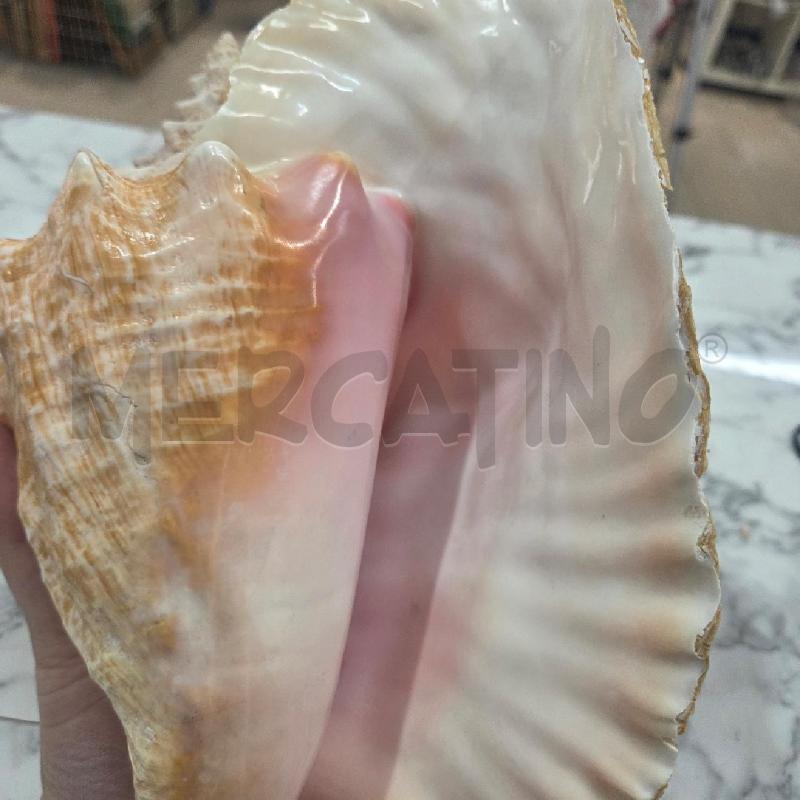 CONCHIGLIA DECORATIVA GIALLA MAXI | Mercatino dell'Usato Benevento 4
