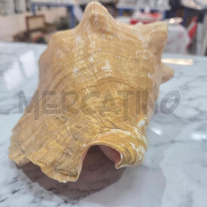 CONCHIGLIA DECORATIVA GIALLA MAXI | Mercatino dell'Usato Benevento 5