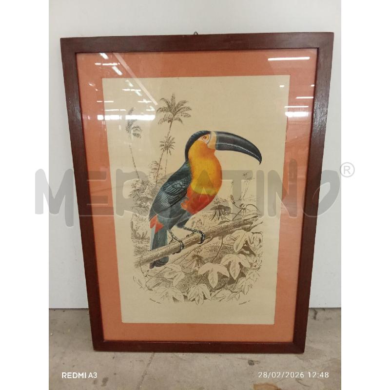 QUADRO C LEGNO STAMPA TUCANO ACOLORI SU FONDO BIANCO NEOR  | Mercatino dell'Usato San giorgio del sannio 1
