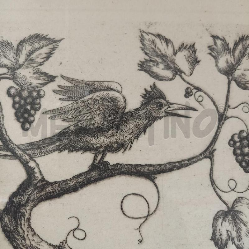GRAFICA UCCELLO CON GRAPPOLI | Mercatino dell'Usato Bologna 4