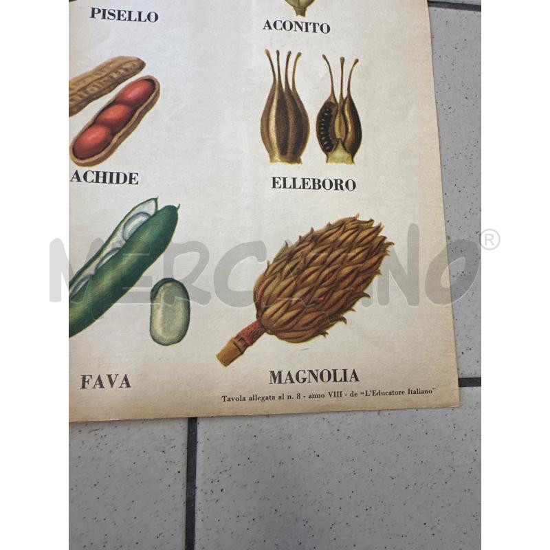 MANIFESTO FRUTTI SECCHI  | Mercatino dell'Usato Campobasso 3