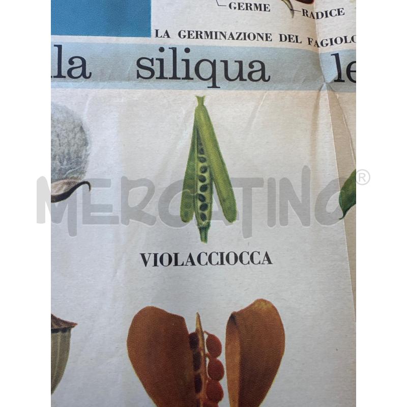 MANIFESTO FRUTTI SECCHI  | Mercatino dell'Usato Campobasso 4