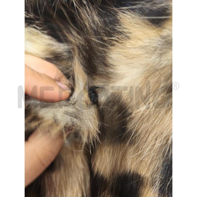 PELLICCIA PINKO VOLPE FANTASIA ANIMALIER | Mercatino dell'Usato Campobasso 3