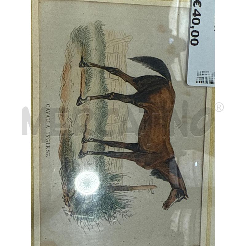 LITOGRAFIA CAVALLA INGLESE LELLI LUCIO QUIRINO 14X8CM  | Mercatino dell'Usato San giovanni teatino 1