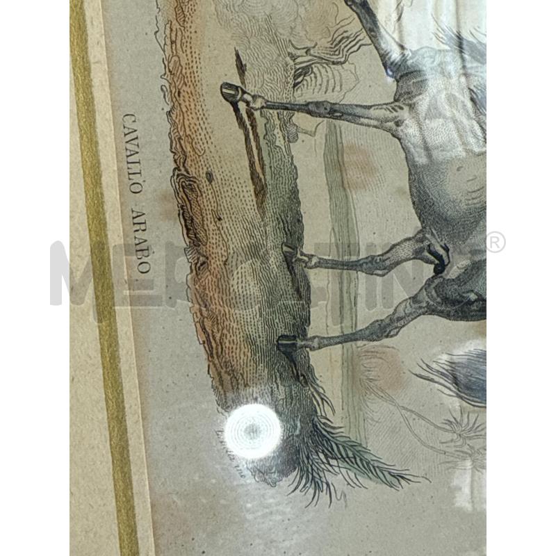LITOGRAFIA CAVALLO ARABO LELLI LUCIO QUIRINO 14X10CM | Mercatino dell'Usato San giovanni teatino 3