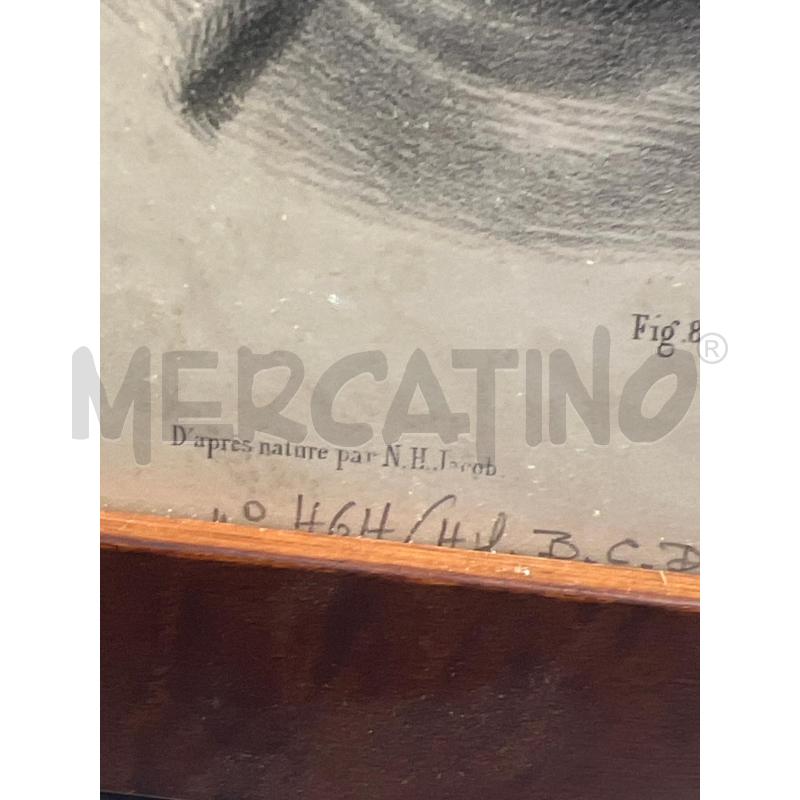 TAVOLA ANATOMICA CHIRURGICA OFTALMICA 49X37 JACOB | Mercatino dell'Usato San giovanni teatino 4