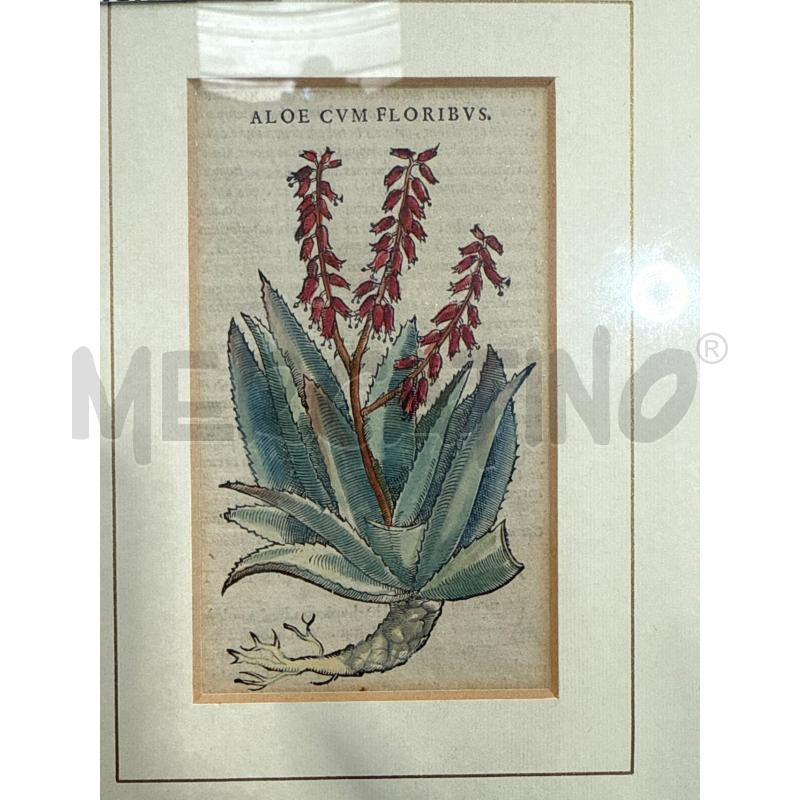 XILOGRAFIA ALOE- ANDREA MATTIOLI 1564 13.5X8CM | Mercatino dell'Usato San giovanni teatino 1