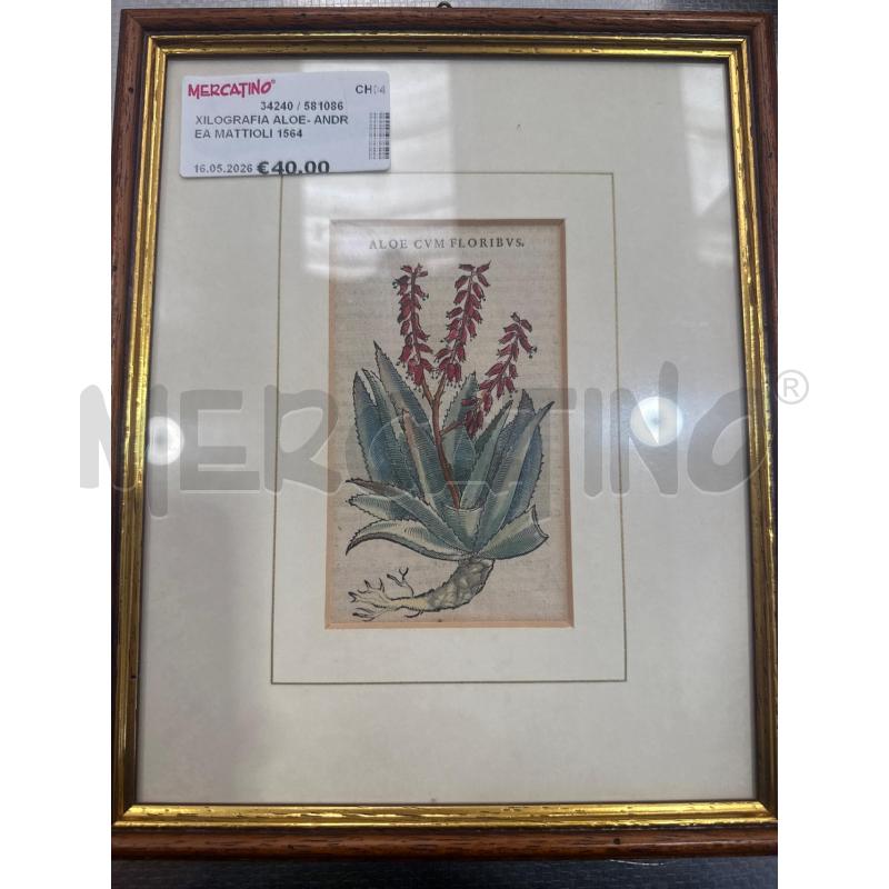 XILOGRAFIA ALOE- ANDREA MATTIOLI 1564 13.5X8CM | Mercatino dell'Usato San giovanni teatino 2