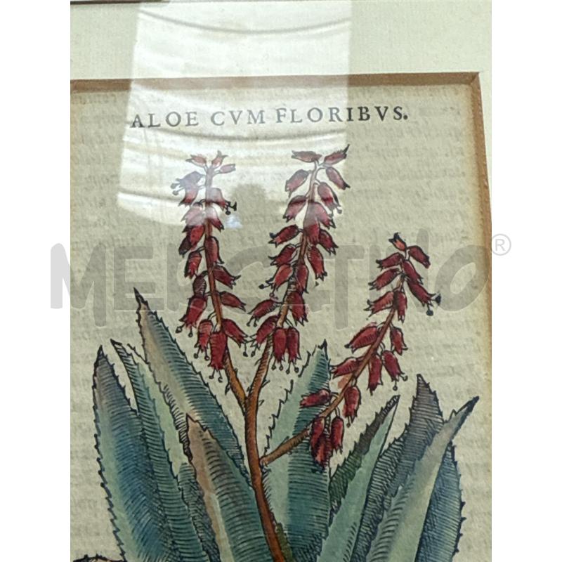 XILOGRAFIA ALOE- ANDREA MATTIOLI 1564 13.5X8CM | Mercatino dell'Usato San giovanni teatino 3