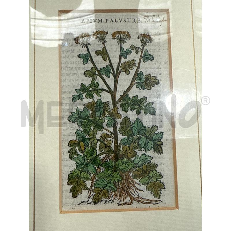 XIOLOGRAFIA APIUM ANDREA MATTIOLI 13.5X8CM ANNO CA1564 | Mercatino dell'Usato San giovanni teatino 1