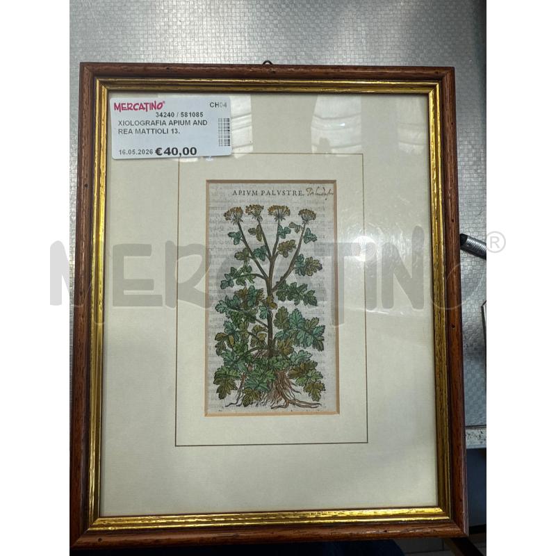 XIOLOGRAFIA APIUM ANDREA MATTIOLI 13.5X8CM ANNO CA1564 | Mercatino dell'Usato San giovanni teatino 2