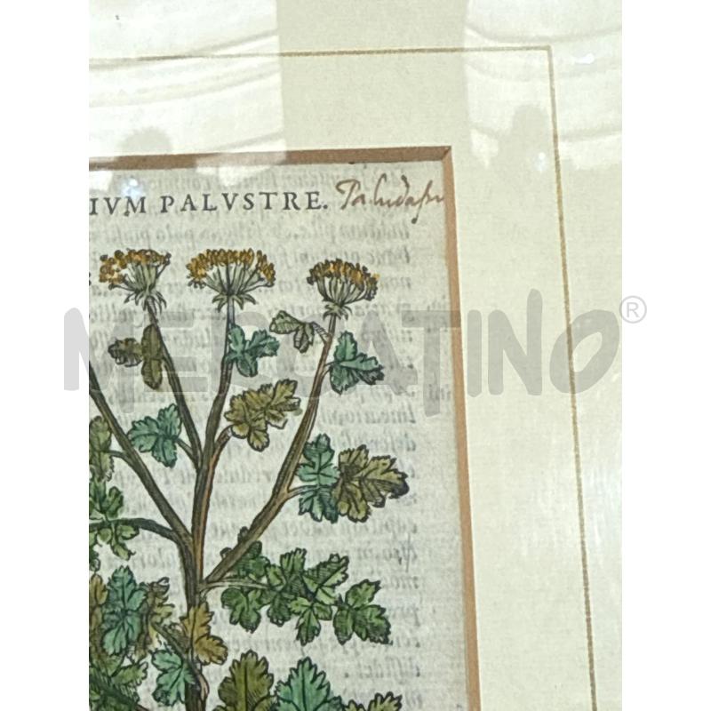XIOLOGRAFIA APIUM ANDREA MATTIOLI 13.5X8CM ANNO CA1564 | Mercatino dell'Usato San giovanni teatino 3