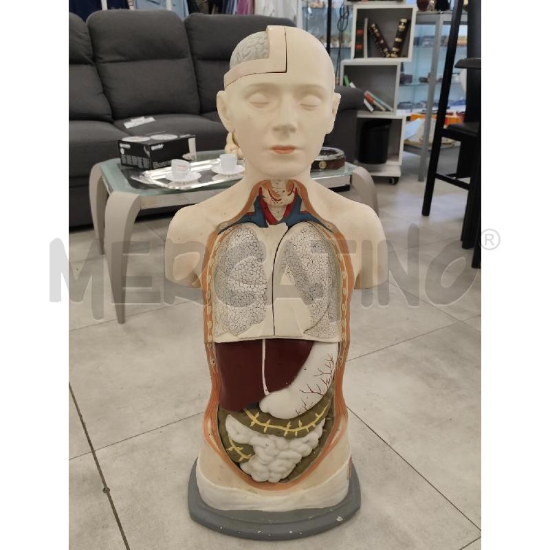 MODELLO ANATOMICO DIDATTICO PARAVIA | Mercatino dell'Usato Catanzaro 1