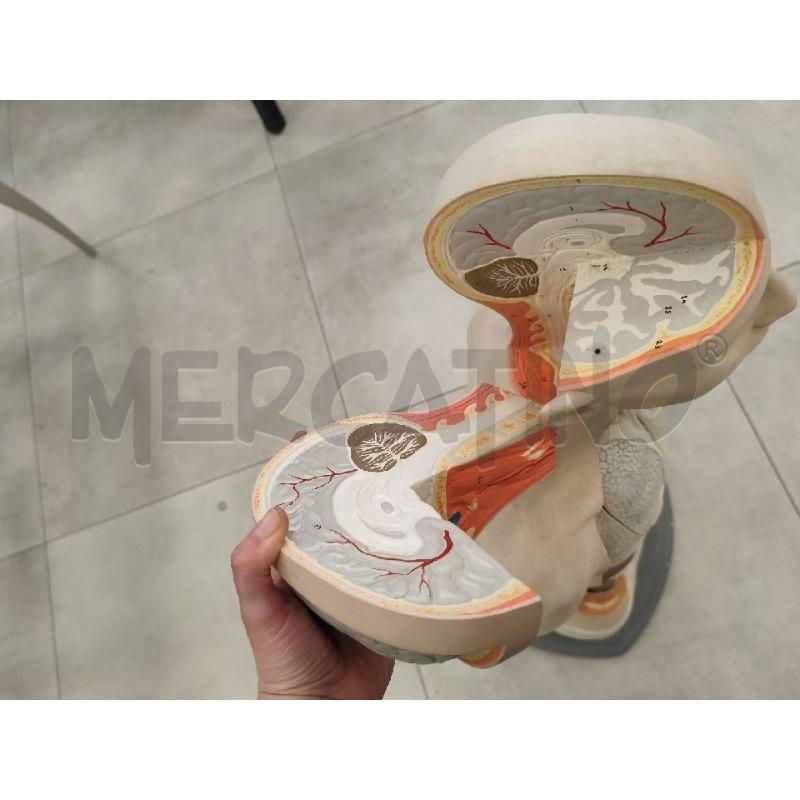 MODELLO ANATOMICO DIDATTICO PARAVIA | Mercatino dell'Usato Catanzaro 2