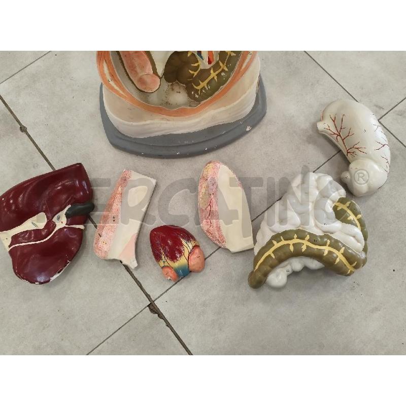 MODELLO ANATOMICO DIDATTICO PARAVIA | Mercatino dell'Usato Catanzaro 3
