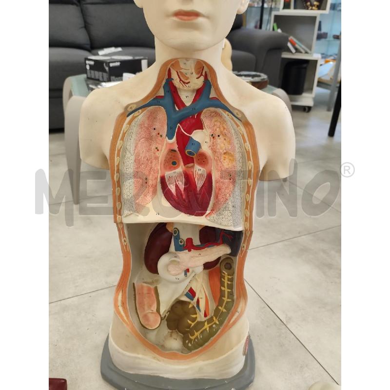MODELLO ANATOMICO DIDATTICO PARAVIA | Mercatino dell'Usato Catanzaro 4