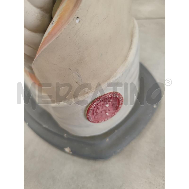 MODELLO ANATOMICO DIDATTICO PARAVIA | Mercatino dell'Usato Catanzaro 5