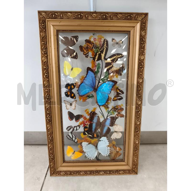 QUADRO FARFALLE VERE | Mercatino dell'Usato Catanzaro 1