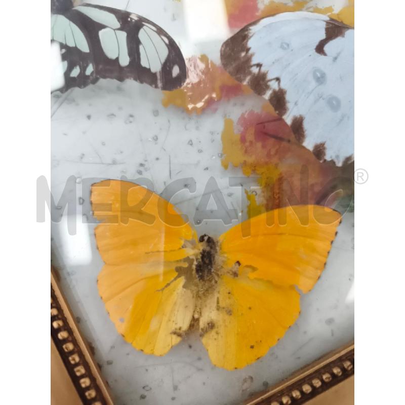 QUADRO FARFALLE VERE | Mercatino dell'Usato Catanzaro 2