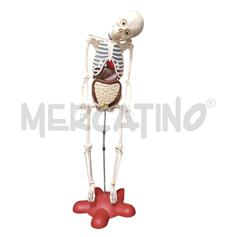 SCHELETRO CORPO UMANO+RIVISTE | Mercatino dell'Usato Cesena 1