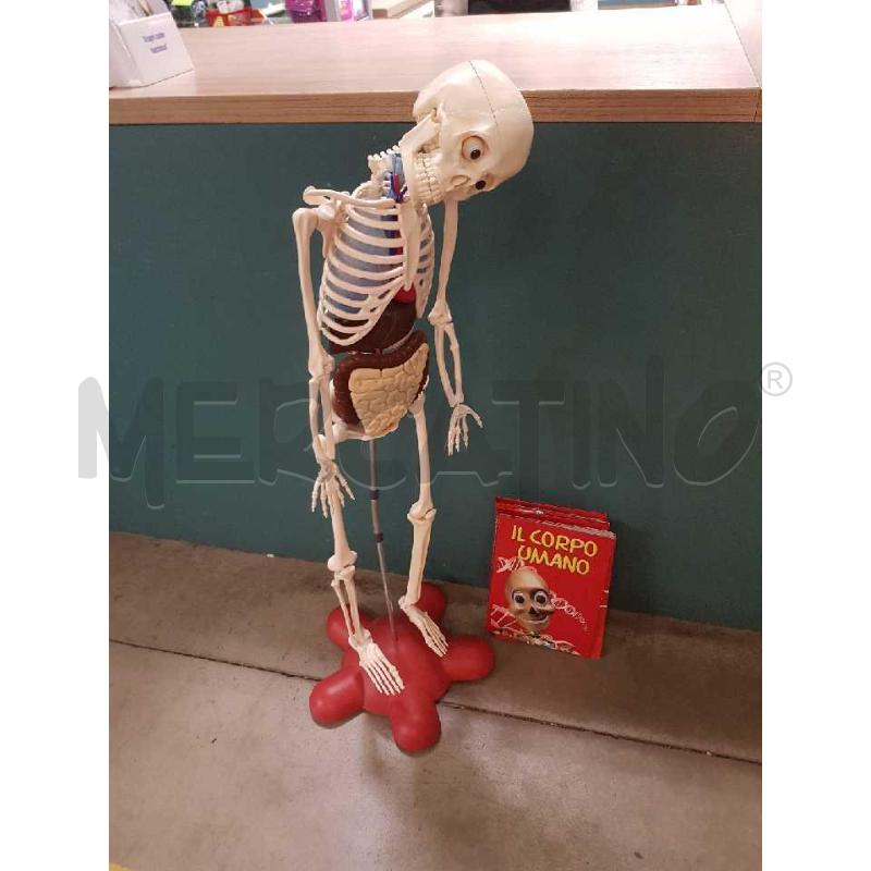 SCHELETRO CORPO UMANO+RIVISTE | Mercatino dell'Usato Cesena 2