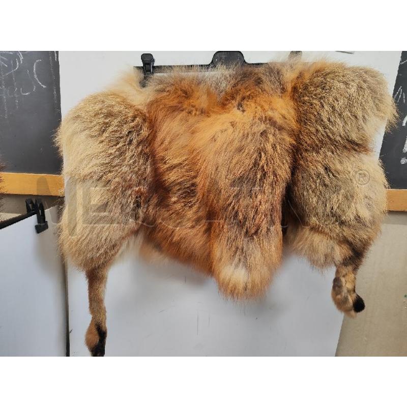COLLO PELLICCIA  # VOLPE ARANCIO CON PIEDINI | Mercatino dell'Usato Vinci - fraz. sovigliana 1