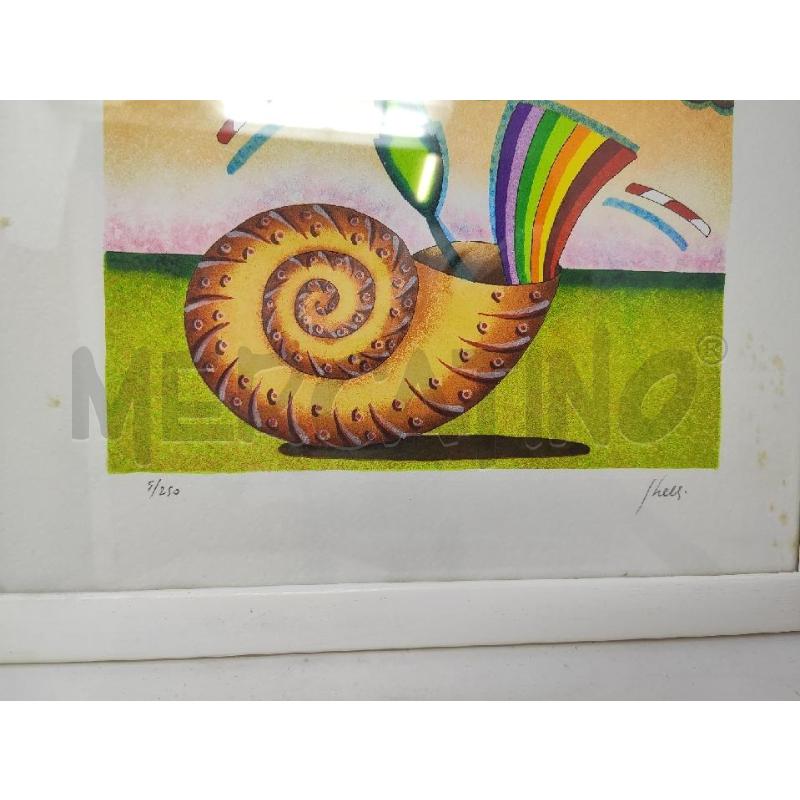 LITOGRAFIA CONCHIGLIA GHELLI COLORATA  | Mercatino dell'Usato Vinci - fraz. sovigliana 2