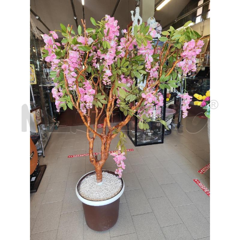 PIANTA FINTA GLICINE ROSA | Mercatino dell'Usato Vinci - fraz. sovigliana 1