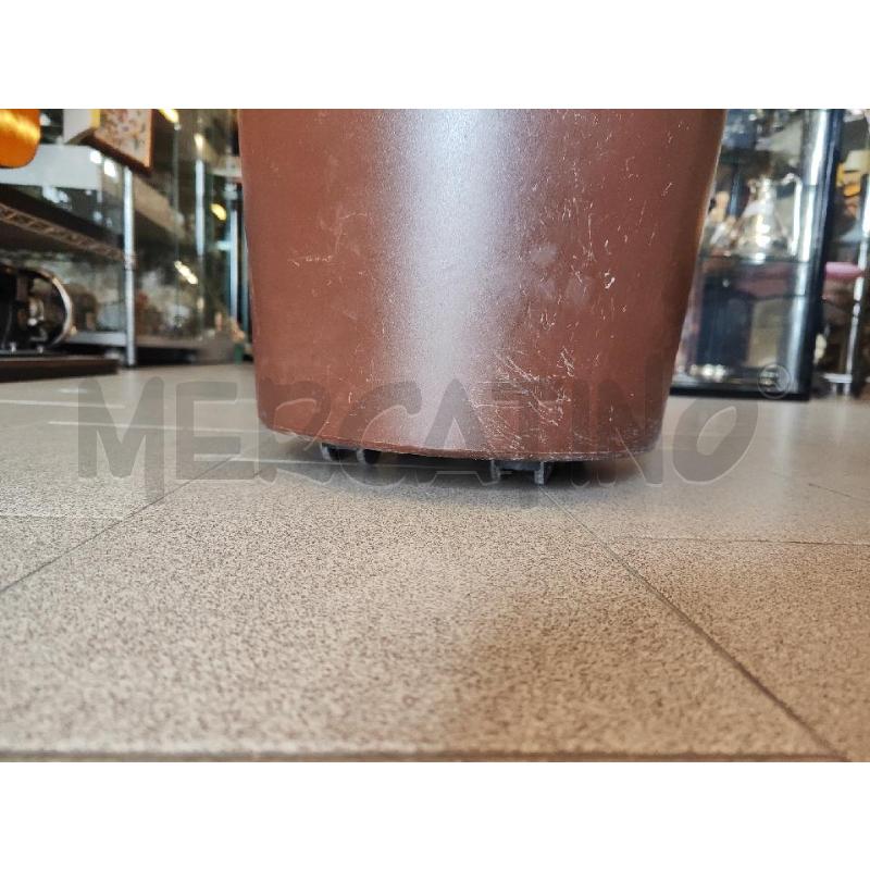 PIANTA FINTA GLICINE ROSA | Mercatino dell'Usato Vinci - fraz. sovigliana 4