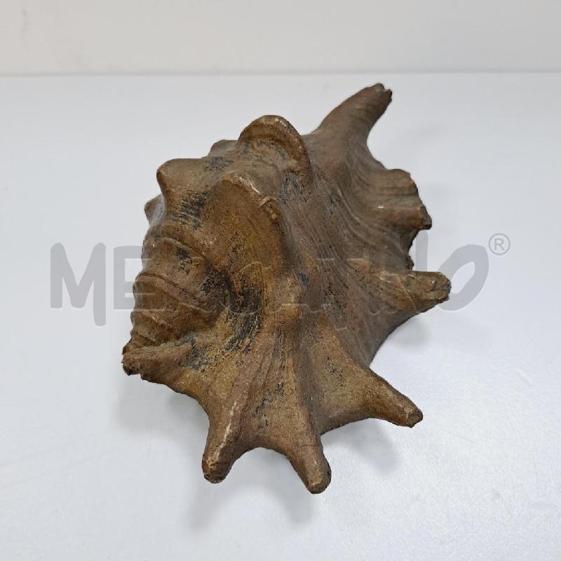 CONCHIGLIA OTTONE | Mercatino dell'Usato Latina 1