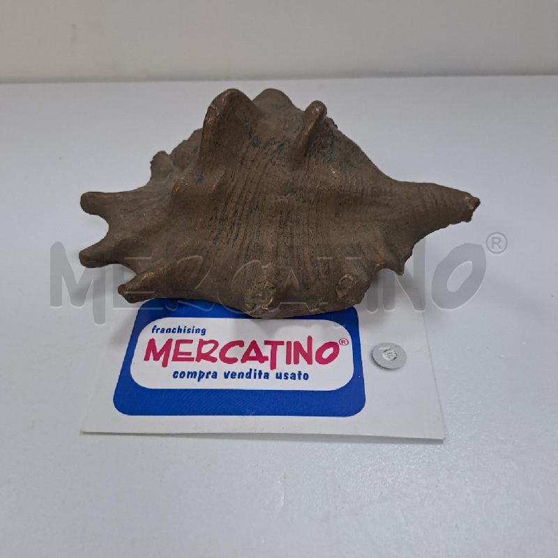 CONCHIGLIA OTTONE | Mercatino dell'Usato Latina 4