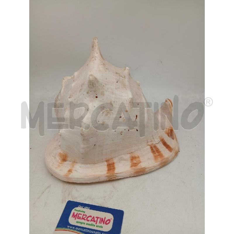 CONCHIGLIA GIGANTE ALTEZZA 22, LARGHEZZA 28 | Mercatino dell'Usato Busnago 1