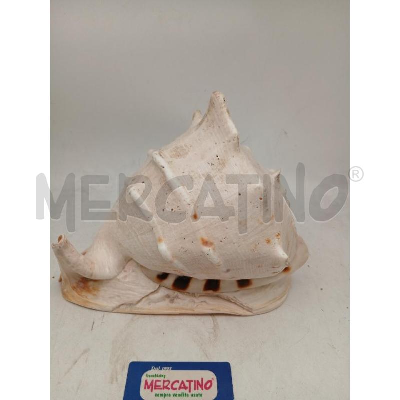 CONCHIGLIA GIGANTE ALTEZZA 22, LARGHEZZA 28 | Mercatino dell'Usato Busnago 3