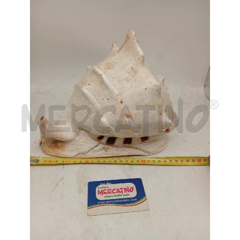 CONCHIGLIA GIGANTE ALTEZZA 22, LARGHEZZA 28 | Mercatino dell'Usato Busnago 4