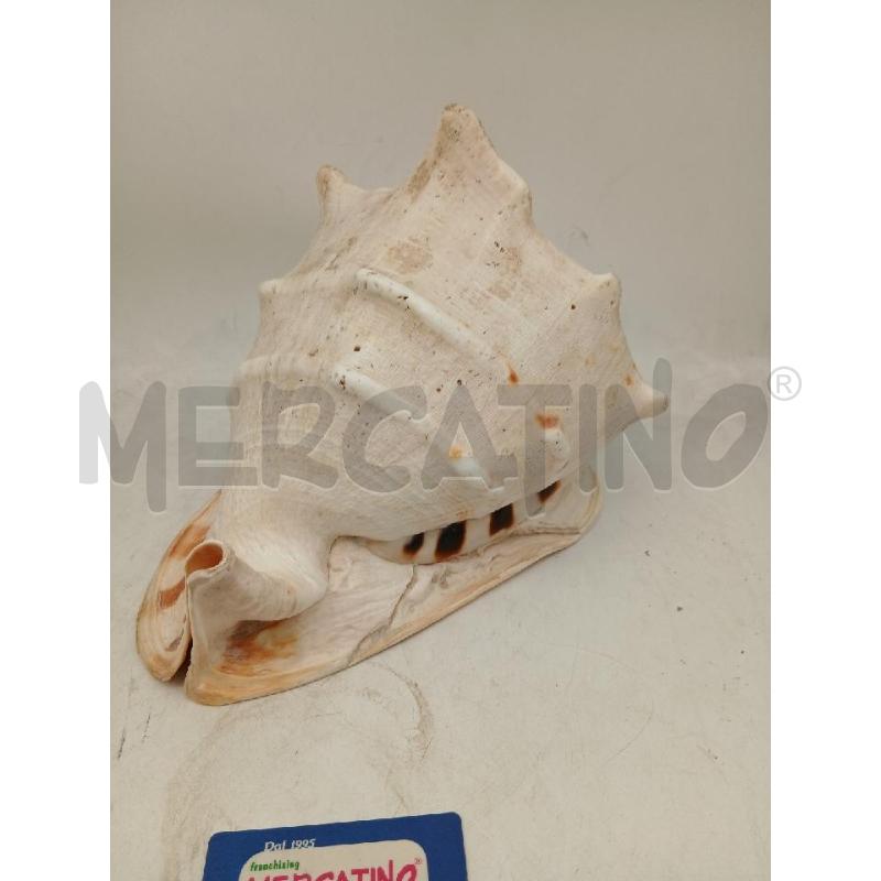 CONCHIGLIA GIGANTE ALTEZZA 22, LARGHEZZA 28 | Mercatino dell'Usato Busnago 5