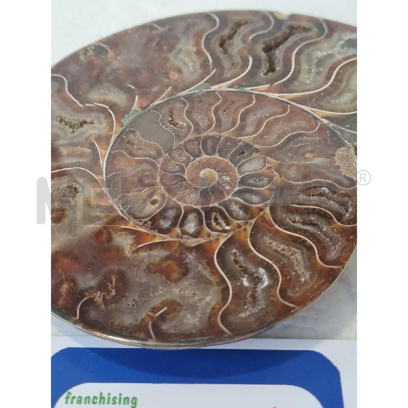 AMMONITE MINERALE 14CM | Mercatino dell'Usato Modena 4