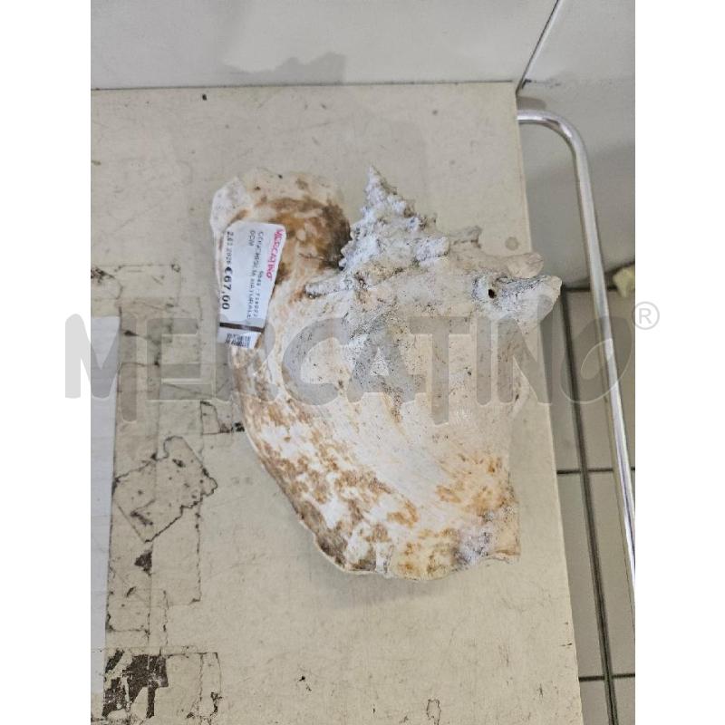 CONCHIGLIA NATURALE 20CM | Mercatino dell'Usato Modena 2