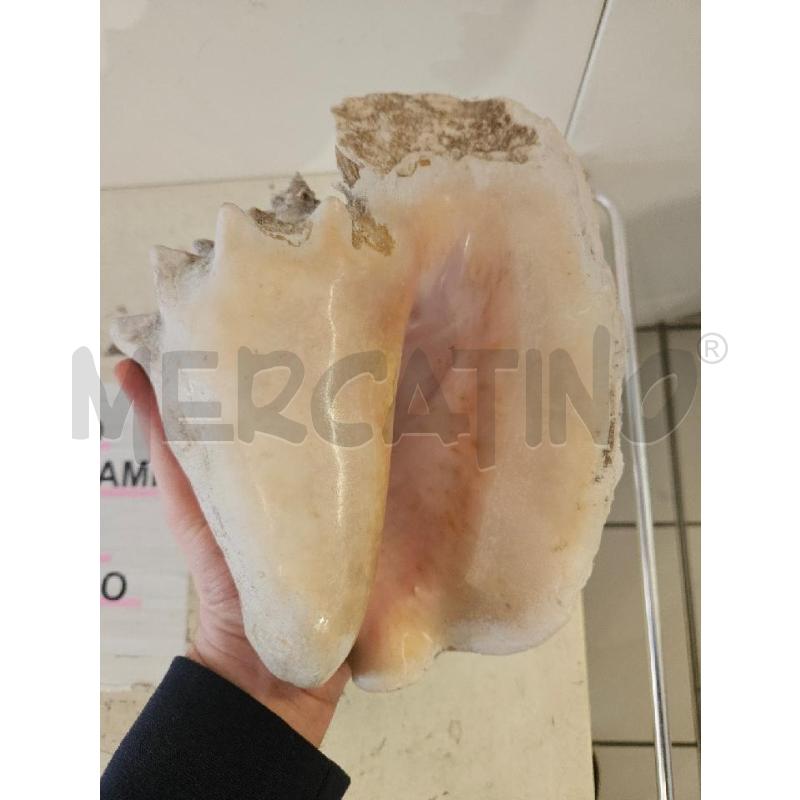 CONCHIGLIA NATURALE 20CM | Mercatino dell'Usato Modena 3