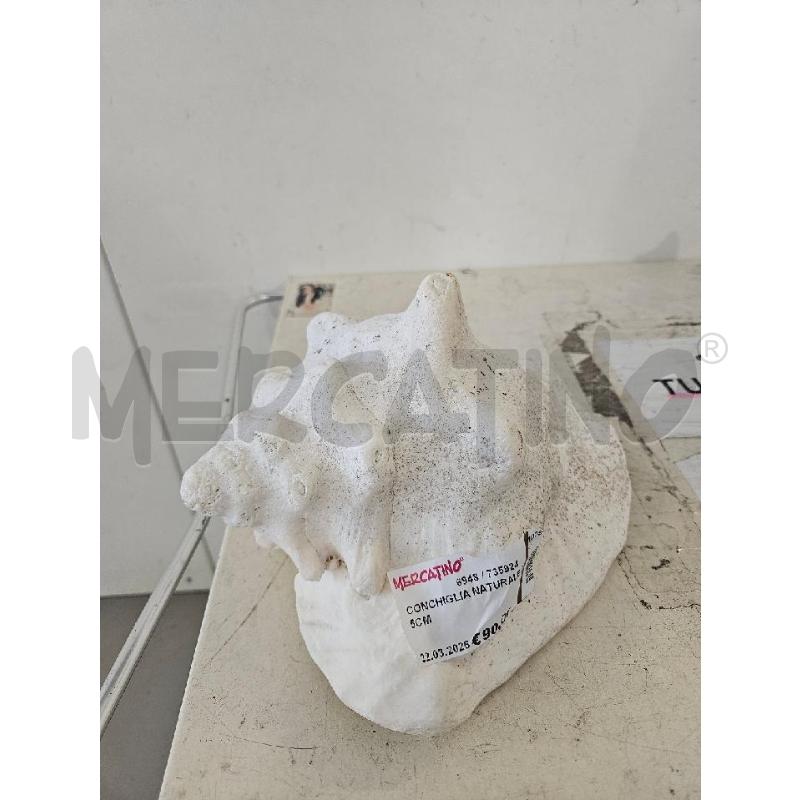 CONCHIGLIA NATURALE 25CM | Mercatino dell'Usato Modena 1