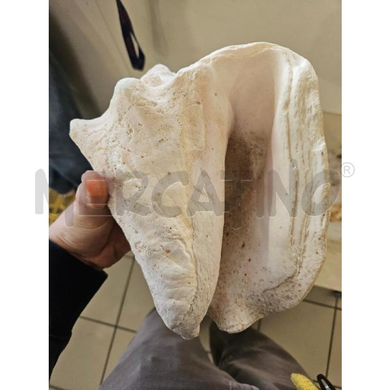 CONCHIGLIA NATURALE 25CM | Mercatino dell'Usato Modena 3