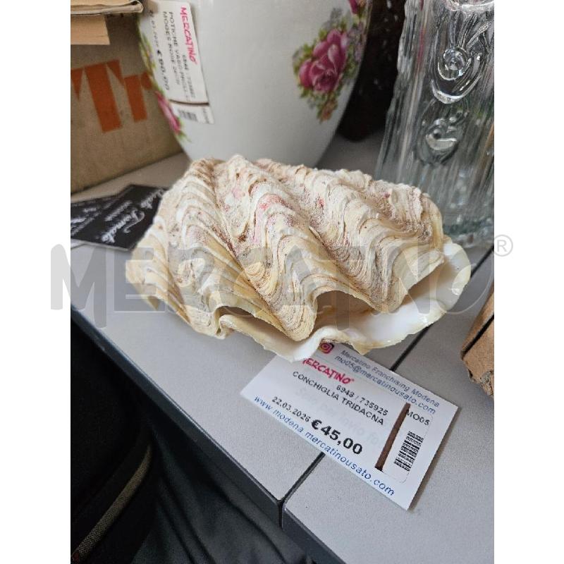 CONCHIGLIA TRIDACNA | Mercatino dell'Usato Modena 1
