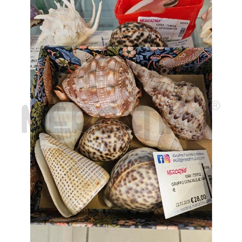 GRUPPO CONCHIGLIE VARIE | Mercatino dell'Usato Modena 2