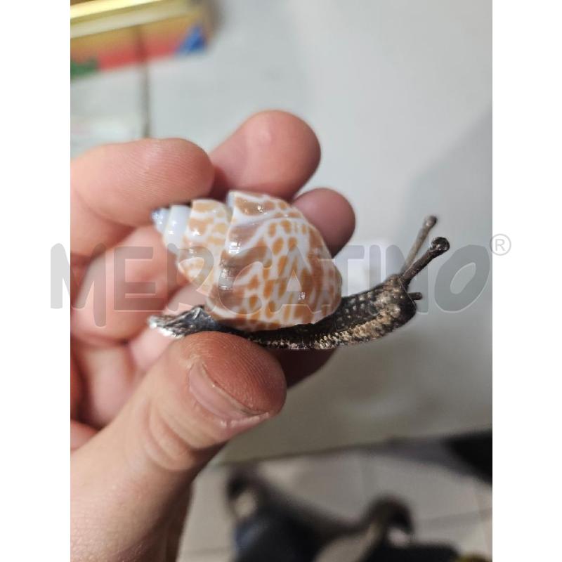 LUMACHINA DECORATIVA ### | Mercatino dell'Usato Modena 3