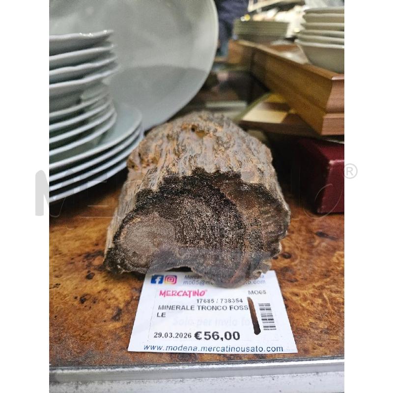 MINERALE TRONCO FOSSILE | Mercatino dell'Usato Modena 1